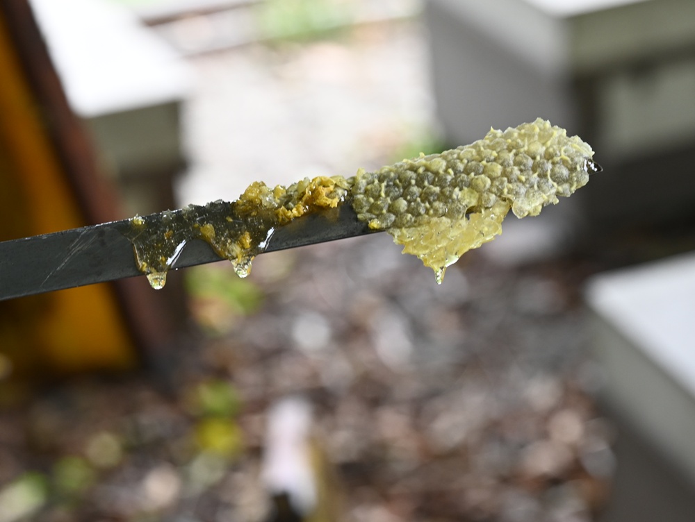 台東一日遊|蜜蜂盒子Bee Box 近距離觀察蜜蜂、品嘗香甜蜂巢蜜、DIY蜂蠟紫草膏! 台東一日遊|蜜蜂盒子Bee Box 近距離觀察蜜蜂、品嘗香甜蜂巢蜜、DIY蜂蠟紫草膏!