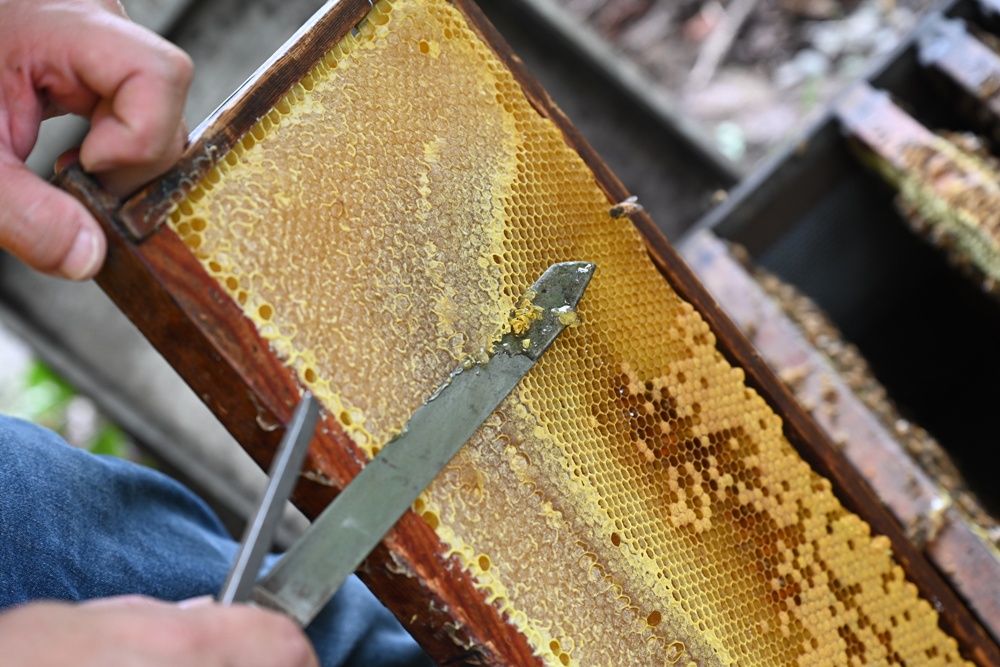 台東一日遊|蜜蜂盒子Bee Box 近距離觀察蜜蜂、品嘗香甜蜂巢蜜、DIY蜂蠟紫草膏! 台東一日遊|蜜蜂盒子Bee Box 近距離觀察蜜蜂、品嘗香甜蜂巢蜜、DIY蜂蠟紫草膏!