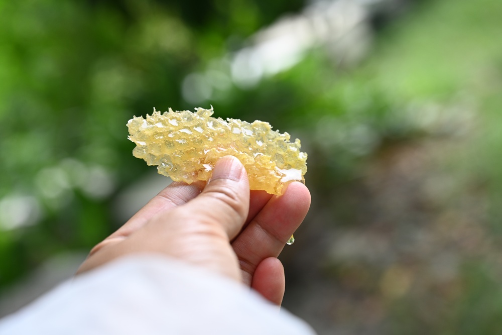 台東一日遊|蜜蜂盒子Bee Box 近距離觀察蜜蜂、品嘗香甜蜂巢蜜、DIY蜂蠟紫草膏! 台東一日遊|蜜蜂盒子Bee Box 近距離觀察蜜蜂、品嘗香甜蜂巢蜜、DIY蜂蠟紫草膏!