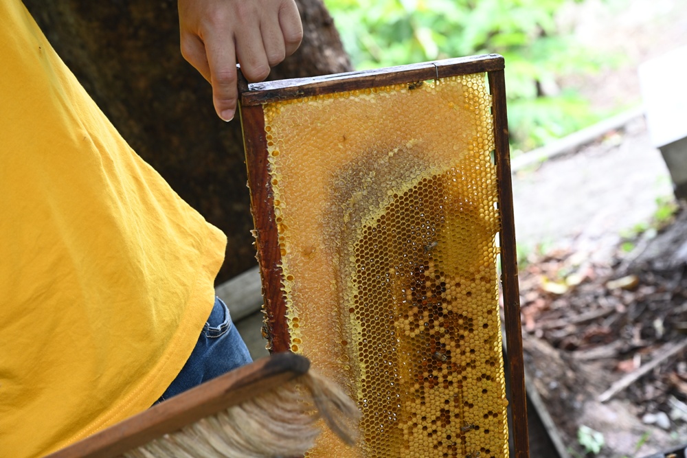台東一日遊|蜜蜂盒子Bee Box 近距離觀察蜜蜂、品嘗香甜蜂巢蜜、DIY蜂蠟紫草膏! 台東一日遊|蜜蜂盒子Bee Box 近距離觀察蜜蜂、品嘗香甜蜂巢蜜、DIY蜂蠟紫草膏!