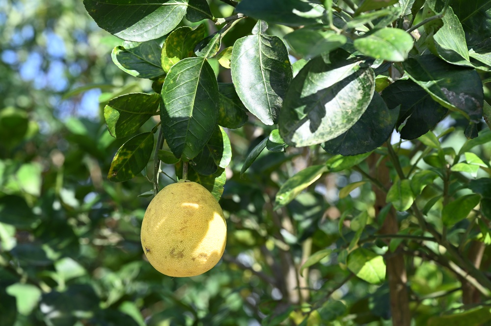 台東一日遊|鹿嘉農莊 LuJia Fram 參觀農莊、盲測品醋、體驗火山泥醋膜DIY! 台東一日遊|鹿嘉農莊 LuJia Fram 參觀農莊、盲測品醋、體驗火山泥醋膜DIY!