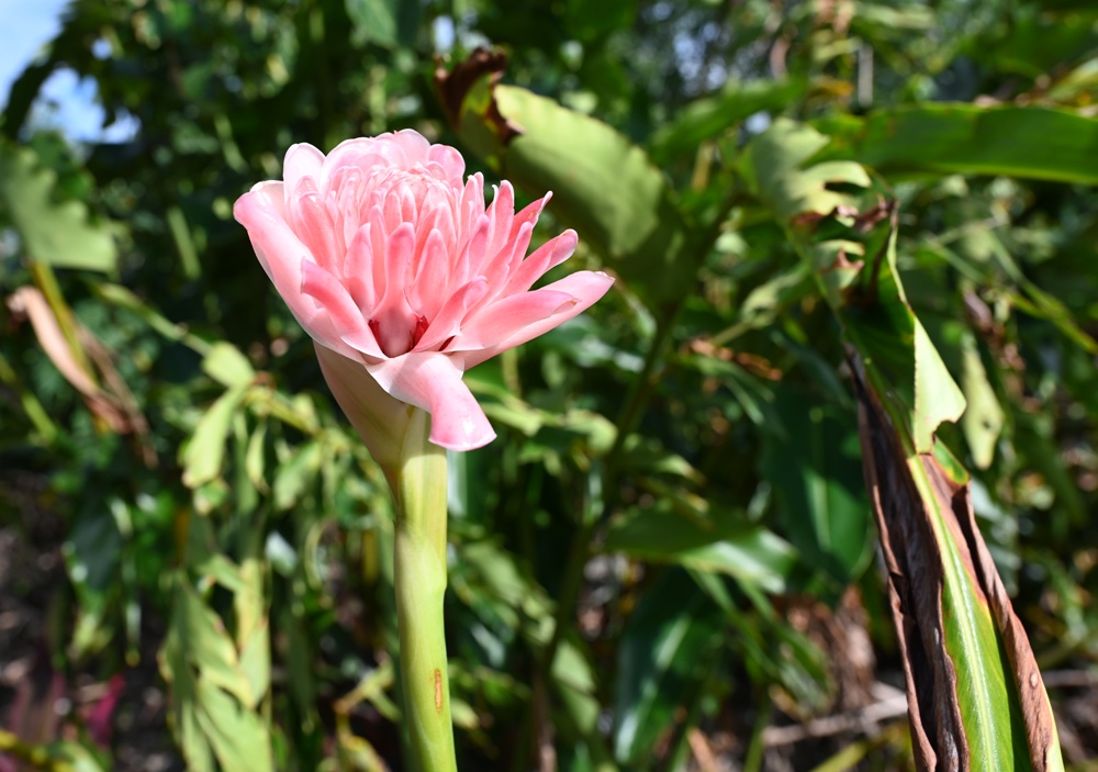 台東一日遊|鹿嘉農莊 LuJia Fram 參觀農莊、盲測品醋、體驗火山泥醋膜DIY! 台東一日遊|鹿嘉農莊 LuJia Fram 參觀農莊、盲測品醋、體驗火山泥醋膜DIY!