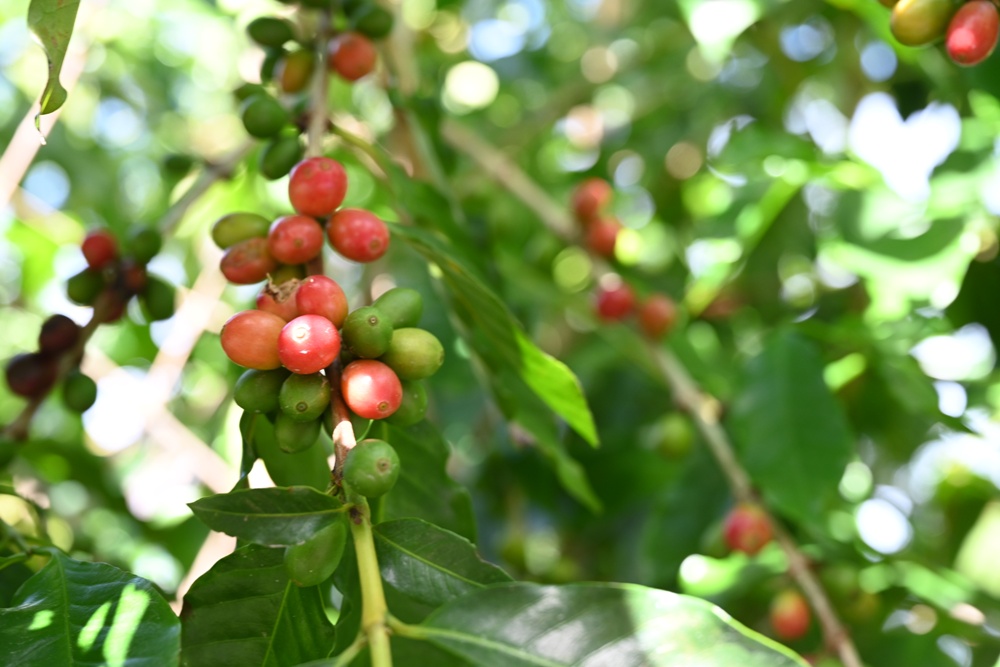 台東一日遊|鹿嘉農莊 LuJia Fram 參觀農莊、盲測品醋、體驗火山泥醋膜DIY! 台東一日遊|鹿嘉農莊 LuJia Fram 參觀農莊、盲測品醋、體驗火山泥醋膜DIY!