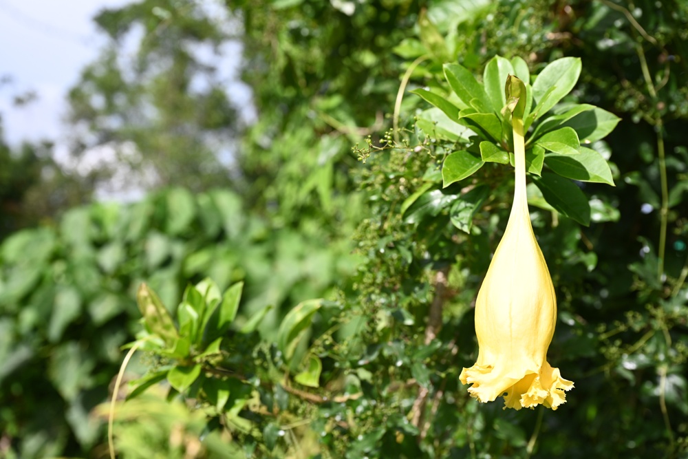台東一日遊|鹿嘉農莊 LuJia Fram 參觀農莊、盲測品醋、體驗火山泥醋膜DIY! 台東一日遊|鹿嘉農莊 LuJia Fram 參觀農莊、盲測品醋、體驗火山泥醋膜DIY!