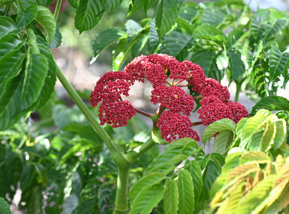 台東一日遊|鹿嘉農莊 LuJia Fram 參觀農莊、盲測品醋、體驗火山泥醋膜DIY! 台東一日遊|鹿嘉農莊 LuJia Fram 參觀農莊、盲測品醋、體驗火山泥醋膜DIY!