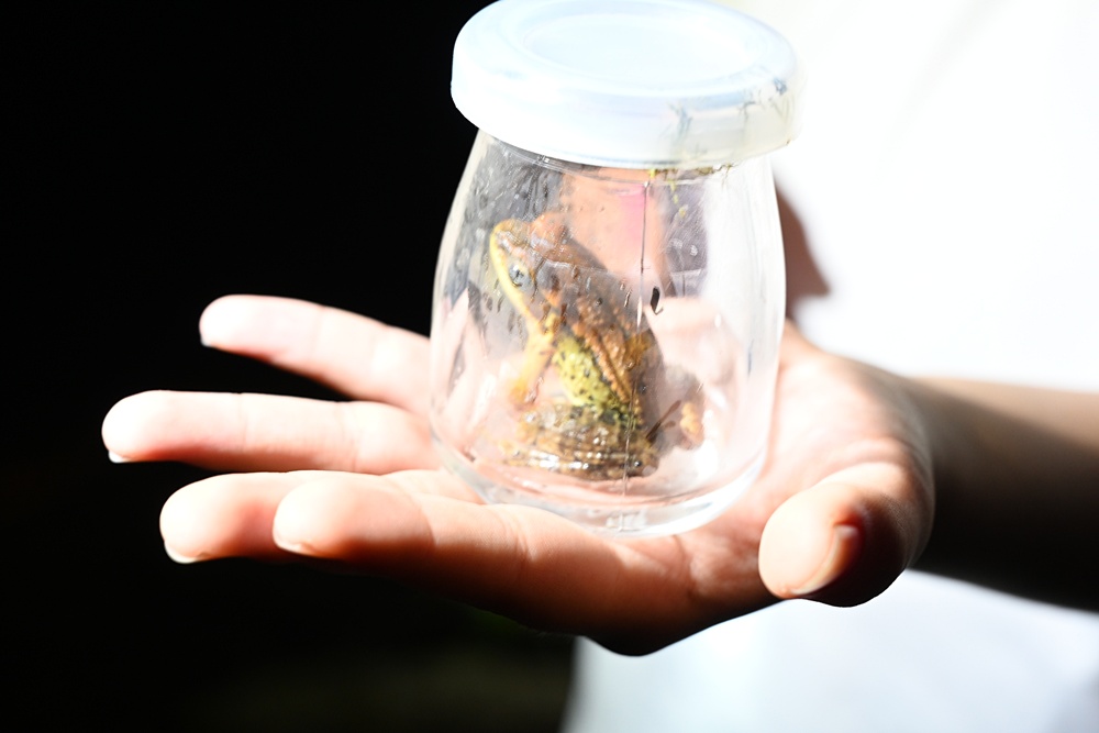 「夜探知森」走進台東知本森林遊樂區 夜訪森林奇幻旅程! 「夜探知森」走進台東知本森林遊樂區 夜訪森林奇幻旅程!