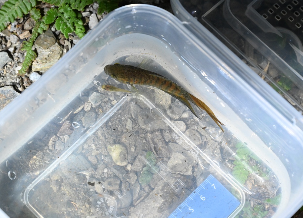 「夜探知森」走進台東知本森林遊樂區 夜訪森林奇幻旅程! 「夜探知森」走進台東知本森林遊樂區 夜訪森林奇幻旅程!