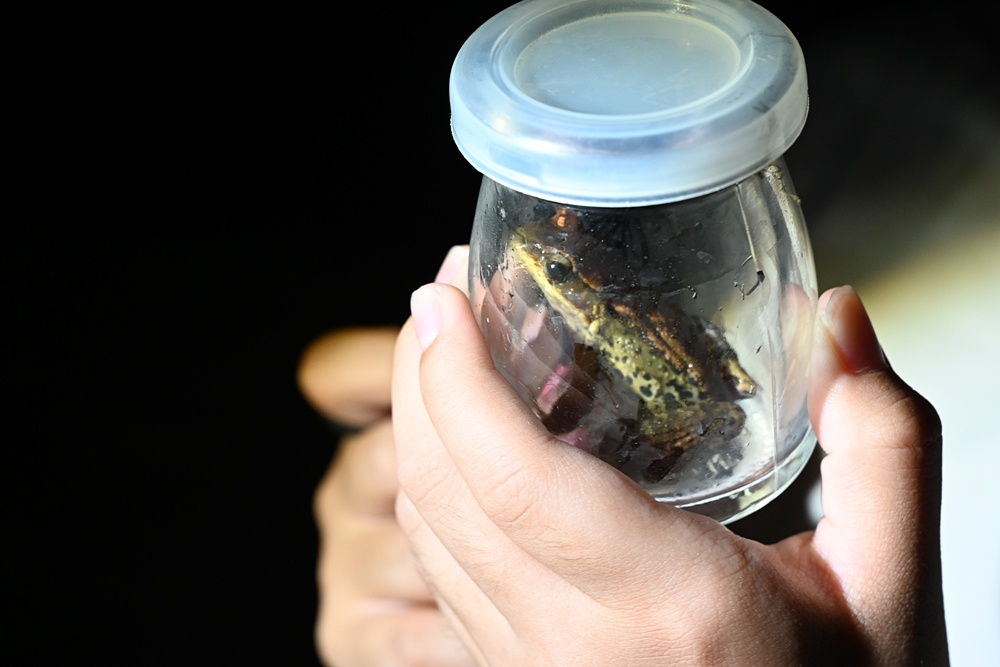 「夜探知森」走進台東知本森林遊樂區 夜訪森林奇幻旅程! 「夜探知森」走進台東知本森林遊樂區 夜訪森林奇幻旅程!