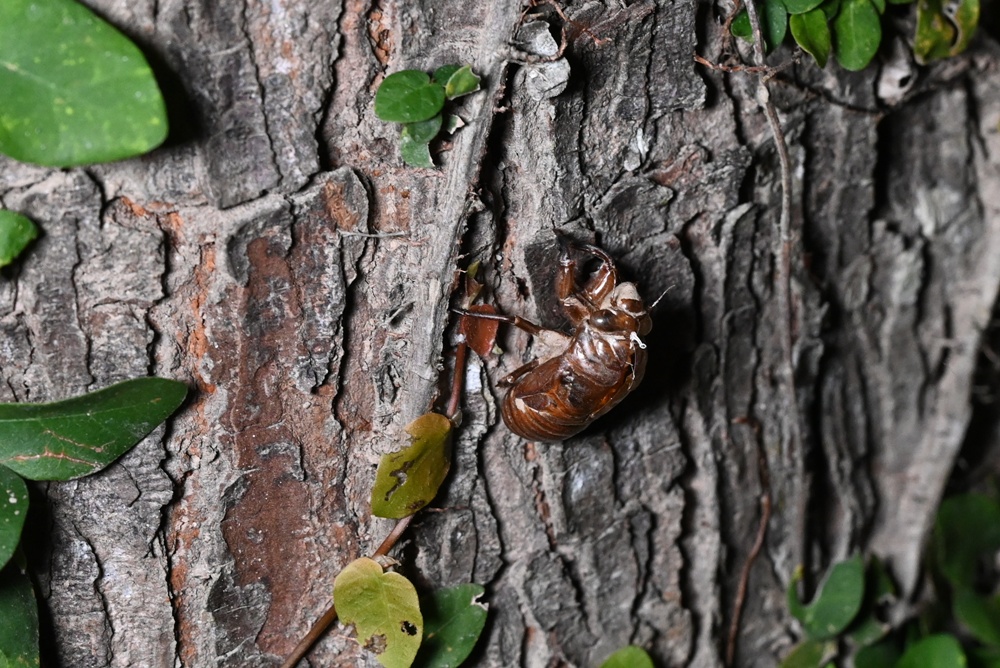「夜探知森」走進台東知本森林遊樂區 夜訪森林奇幻旅程! 「夜探知森」走進台東知本森林遊樂區 夜訪森林奇幻旅程!