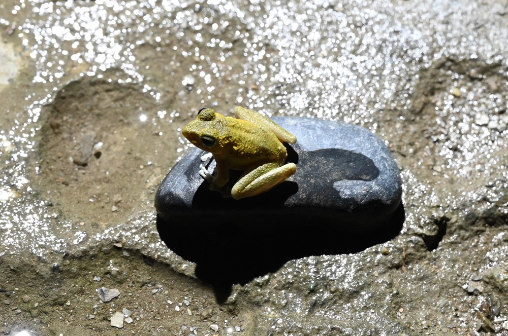 「夜探知森」走進台東知本森林遊樂區 夜訪森林奇幻旅程! 「夜探知森」走進台東知本森林遊樂區 夜訪森林奇幻旅程!