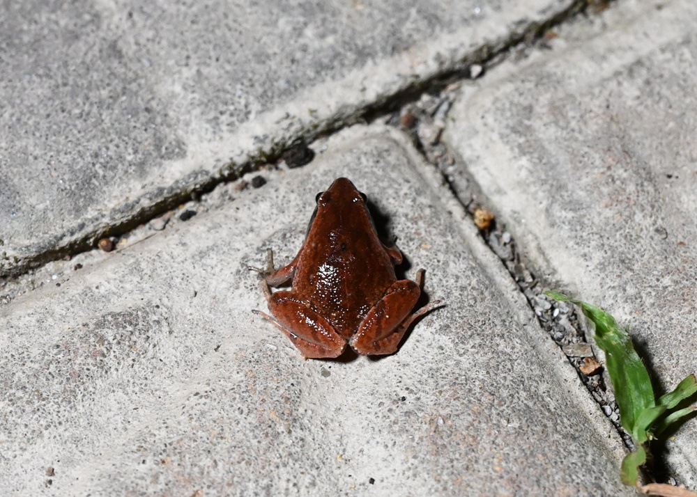 「夜探知森」走進台東知本森林遊樂區 夜訪森林奇幻旅程! 「夜探知森」走進台東知本森林遊樂區 夜訪森林奇幻旅程!