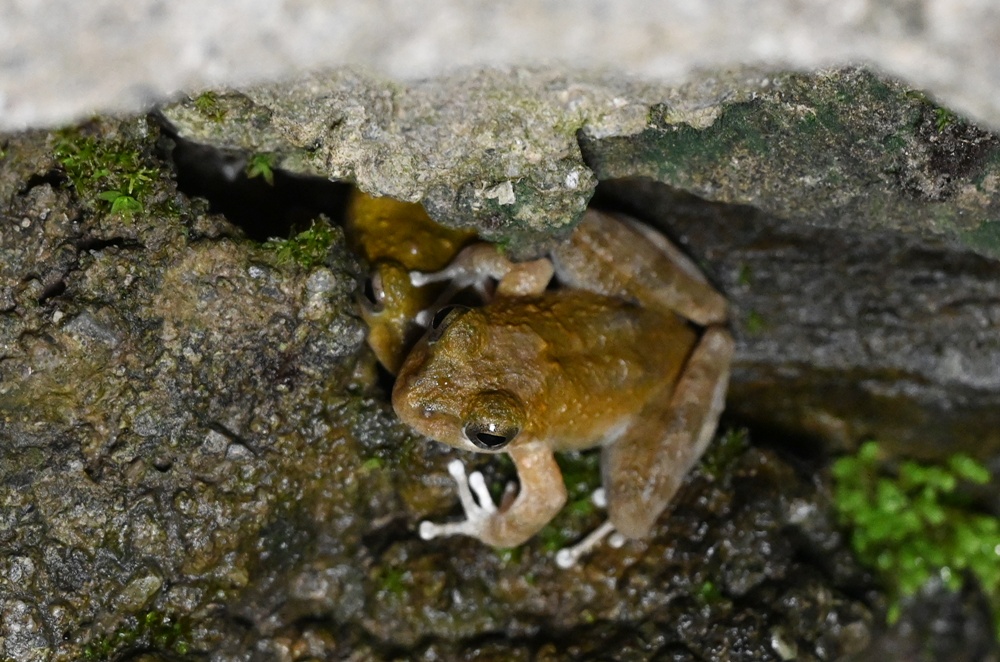 「夜探知森」走進台東知本森林遊樂區 夜訪森林奇幻旅程! 「夜探知森」走進台東知本森林遊樂區 夜訪森林奇幻旅程!