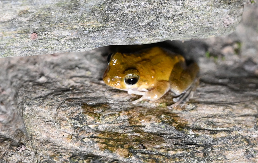 「夜探知森」走進台東知本森林遊樂區 夜訪森林奇幻旅程! 「夜探知森」走進台東知本森林遊樂區 夜訪森林奇幻旅程!