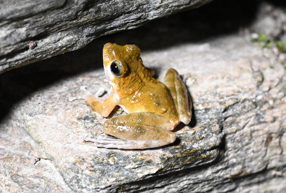 「夜探知森」走進台東知本森林遊樂區 夜訪森林奇幻旅程! 「夜探知森」走進台東知本森林遊樂區 夜訪森林奇幻旅程!