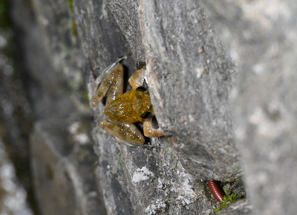 「夜探知森」走進台東知本森林遊樂區 夜訪森林奇幻旅程! 「夜探知森」走進台東知本森林遊樂區 夜訪森林奇幻旅程!