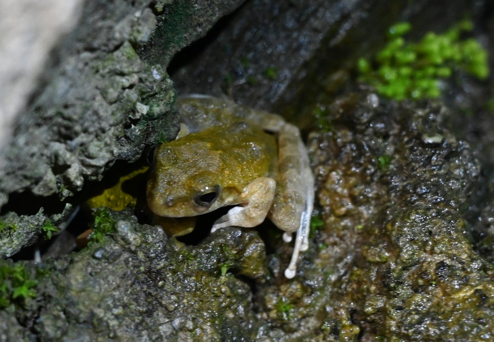「夜探知森」走進台東知本森林遊樂區 夜訪森林奇幻旅程! 「夜探知森」走進台東知本森林遊樂區 夜訪森林奇幻旅程!