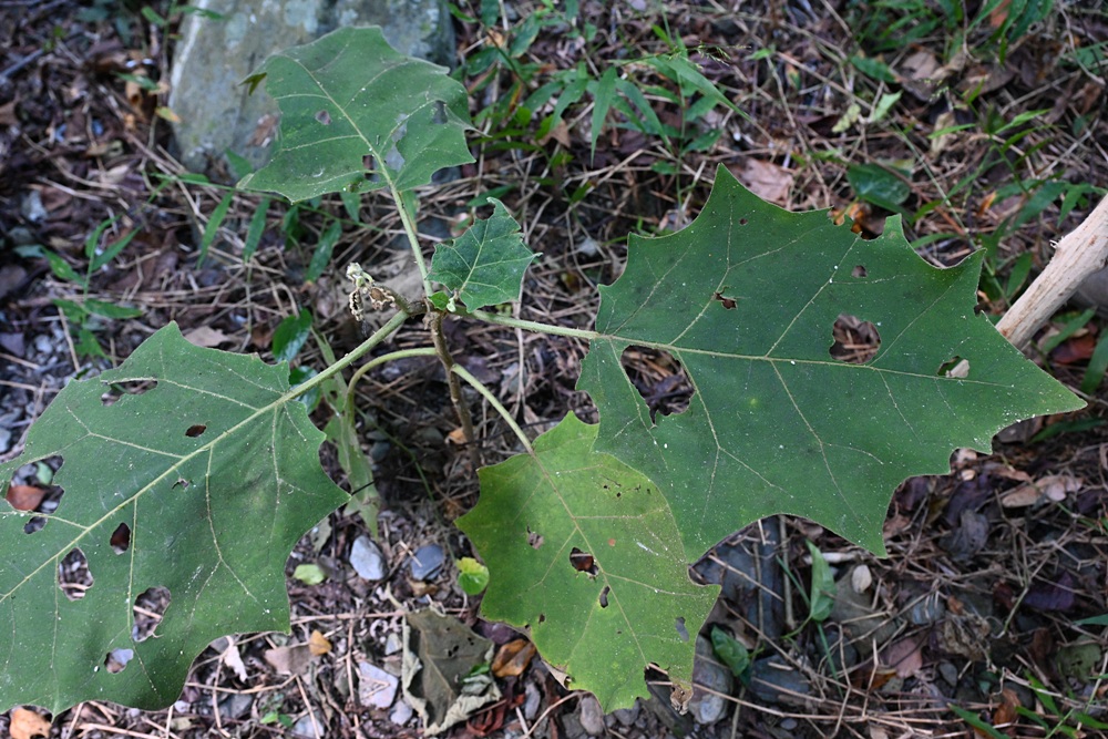 台東二日遊｜嘉蘭部落 部落文化 × 食農 × 山林體驗