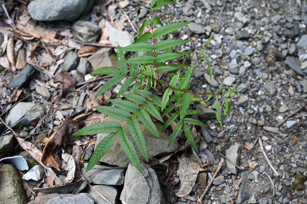 台東二日遊｜嘉蘭部落 部落文化 × 食農 × 山林體驗