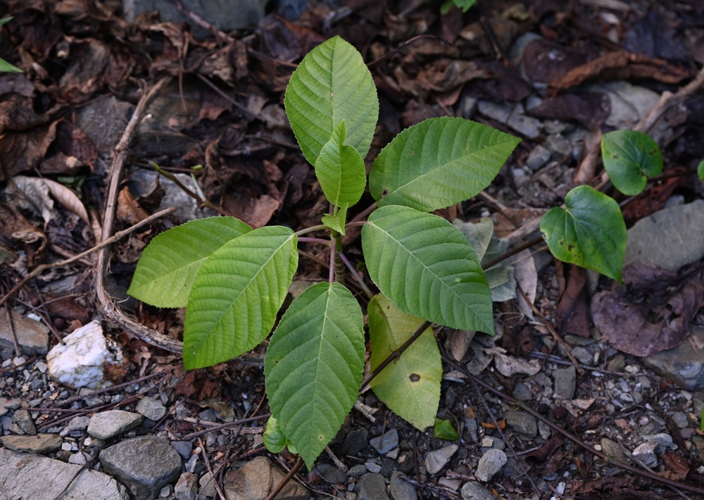 台東二日遊｜嘉蘭部落 部落文化 × 食農 × 山林體驗