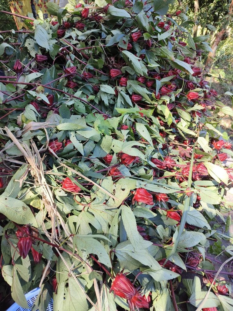 台東二日遊｜嘉蘭部落 部落文化 × 食農 × 山林體驗