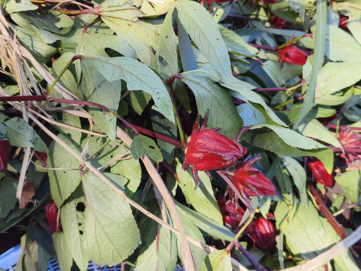 台東二日遊｜嘉蘭部落 部落文化 × 食農 × 山林體驗