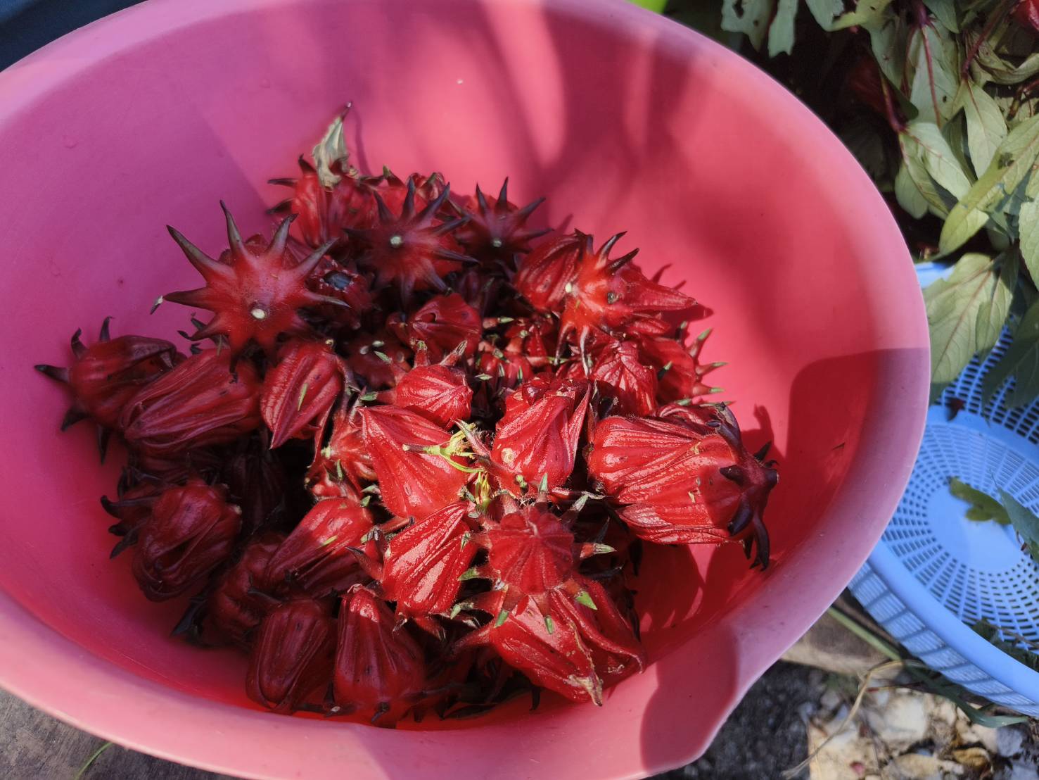 台東二日遊｜嘉蘭部落 部落文化 × 食農 × 山林體驗