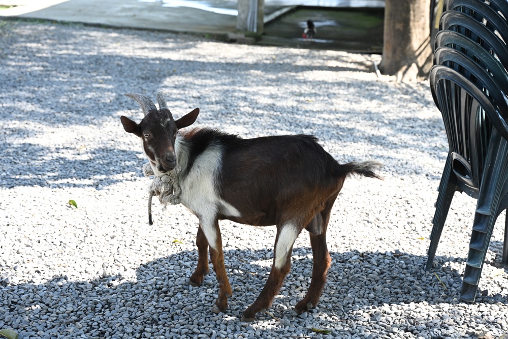 屏東一日遊｜中原世紀休閒農場、大武山休閒農場