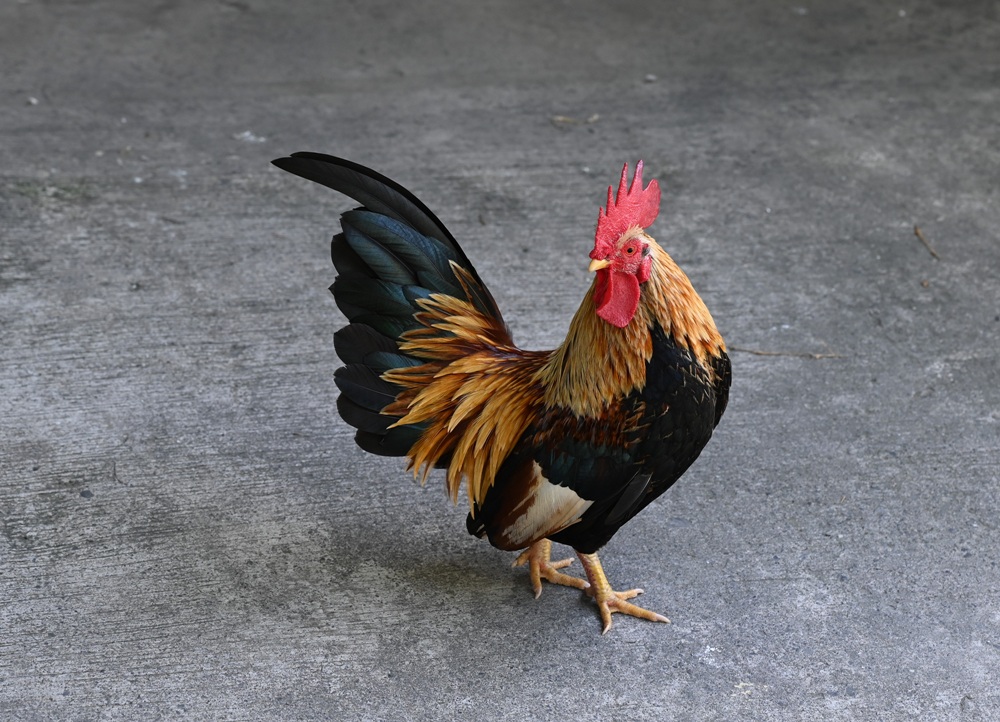 屏東一日遊｜中原世紀休閒農場、大武山休閒農場