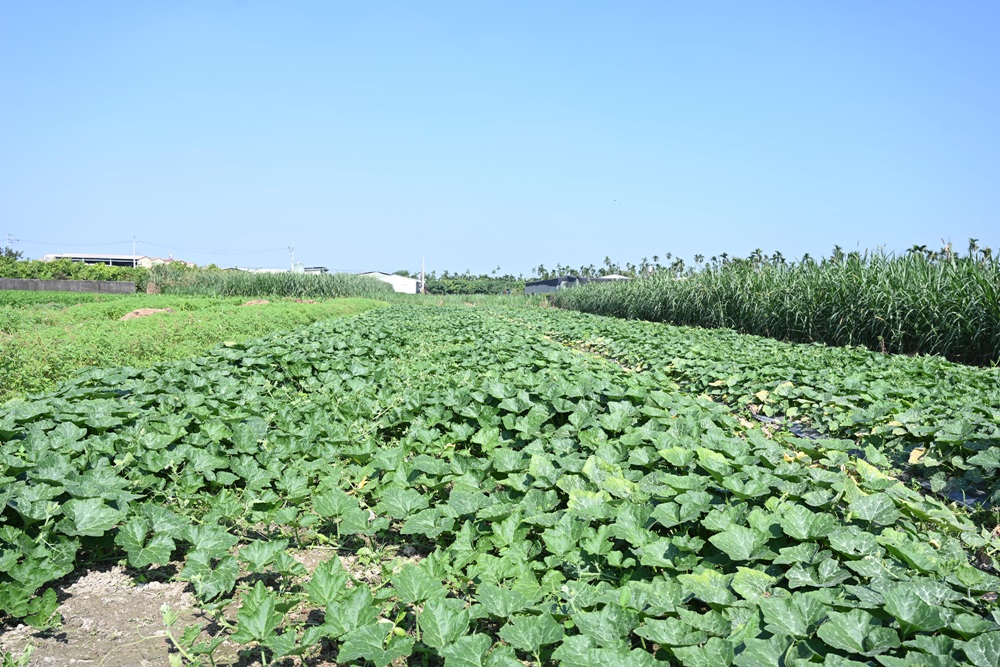 屏東一日遊｜中原世紀休閒農場、大武山休閒農場