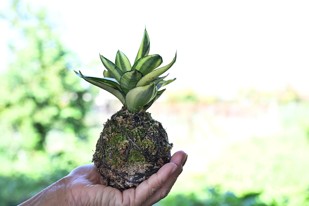 屏東一日遊｜中原世紀休閒農場、大武山休閒農場