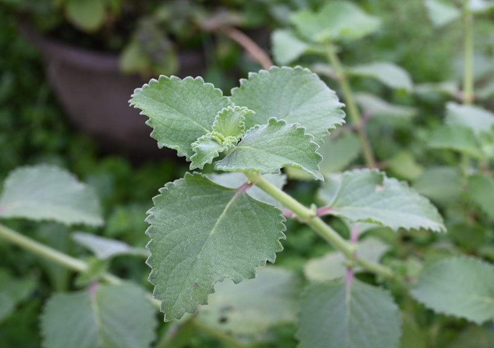 屏東一日遊｜中原世紀休閒農場、大武山休閒農場