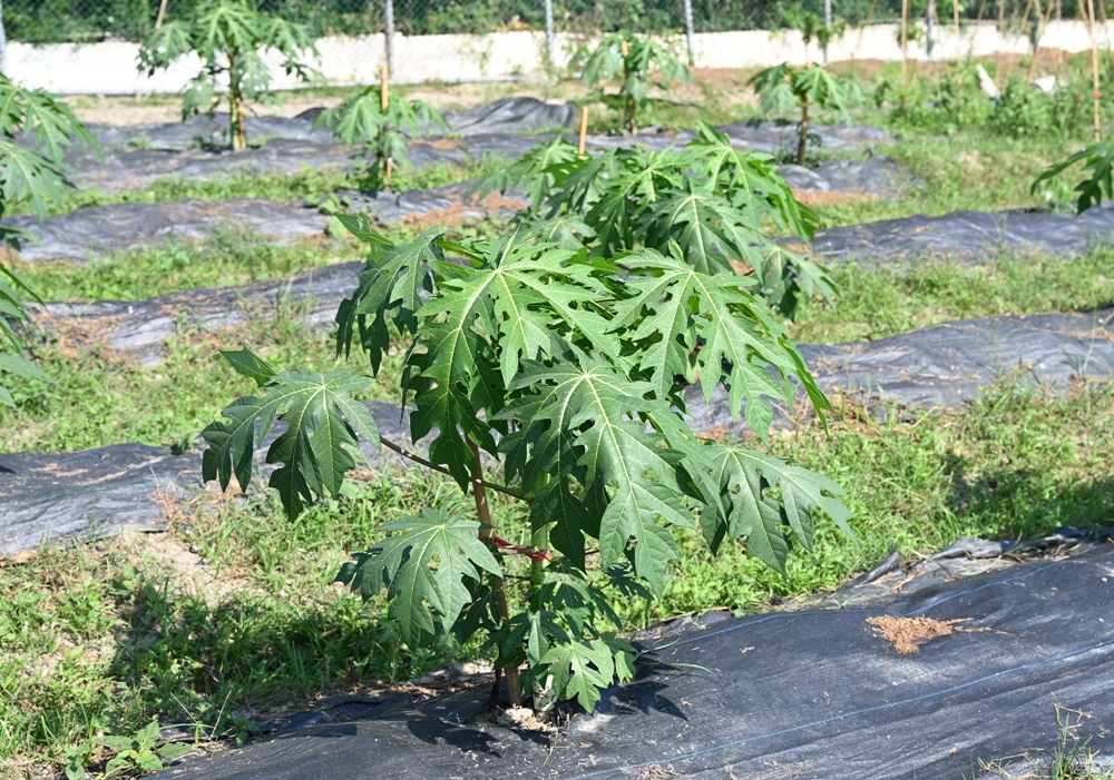 屏東一日遊｜中原世紀休閒農場、大武山休閒農場