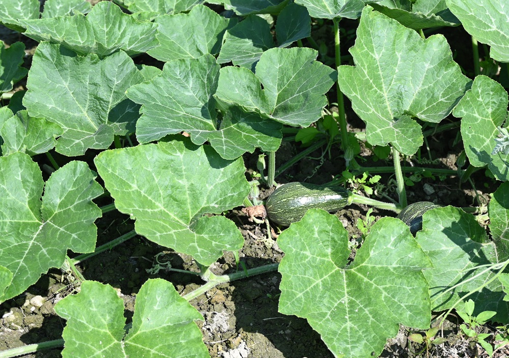 屏東一日遊｜中原世紀休閒農場、大武山休閒農場