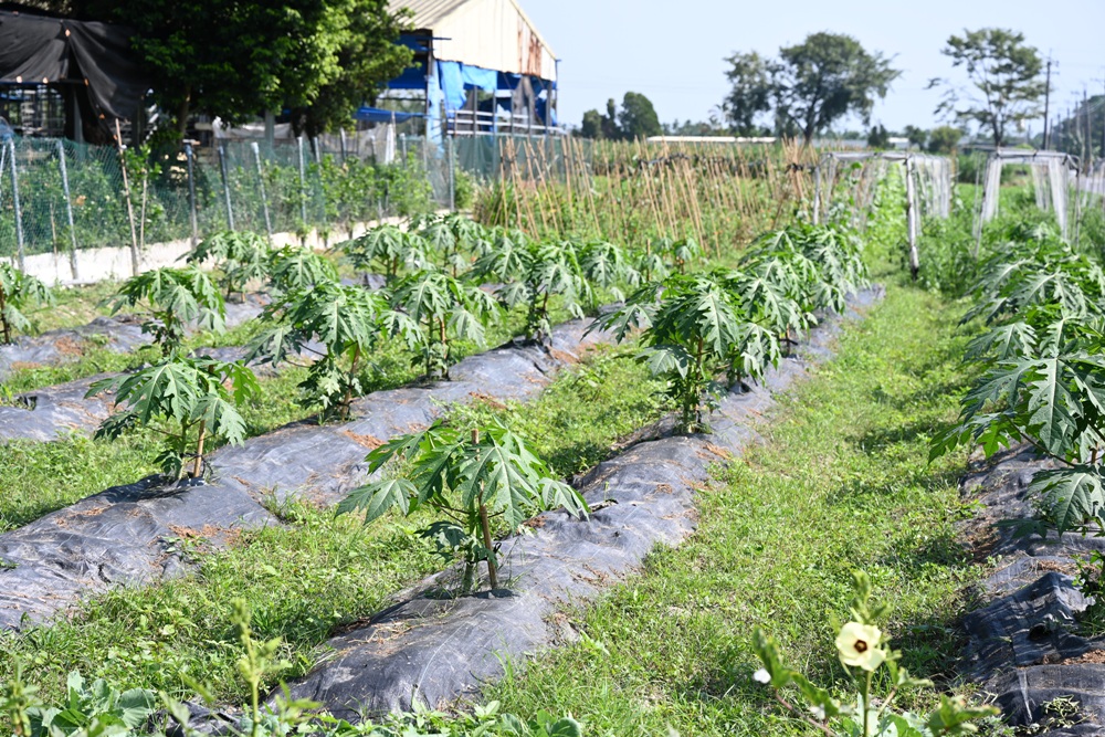 屏東一日遊｜中原世紀休閒農場、大武山休閒農場