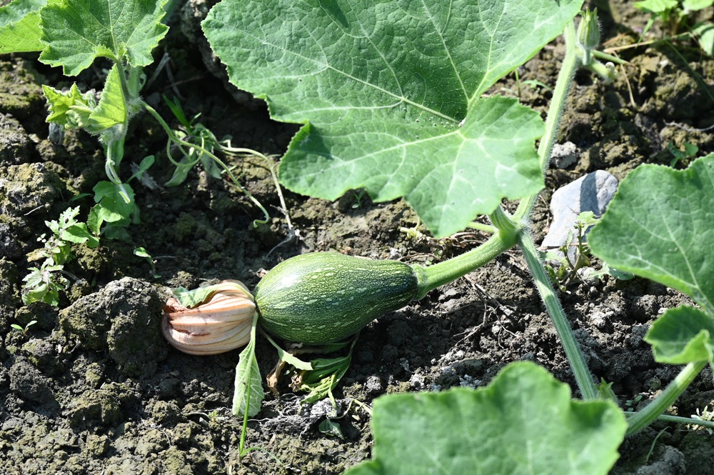 屏東一日遊｜中原世紀休閒農場、大武山休閒農場