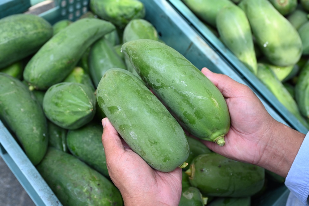 屏東一日遊｜中原世紀休閒農場、大武山休閒農場