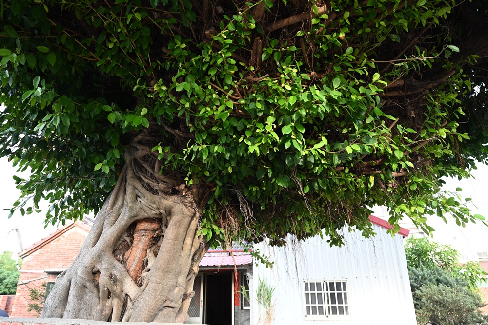 雲林口湖私房景點｜金湖聚落「蚵貝藝術牆」散步秘境！