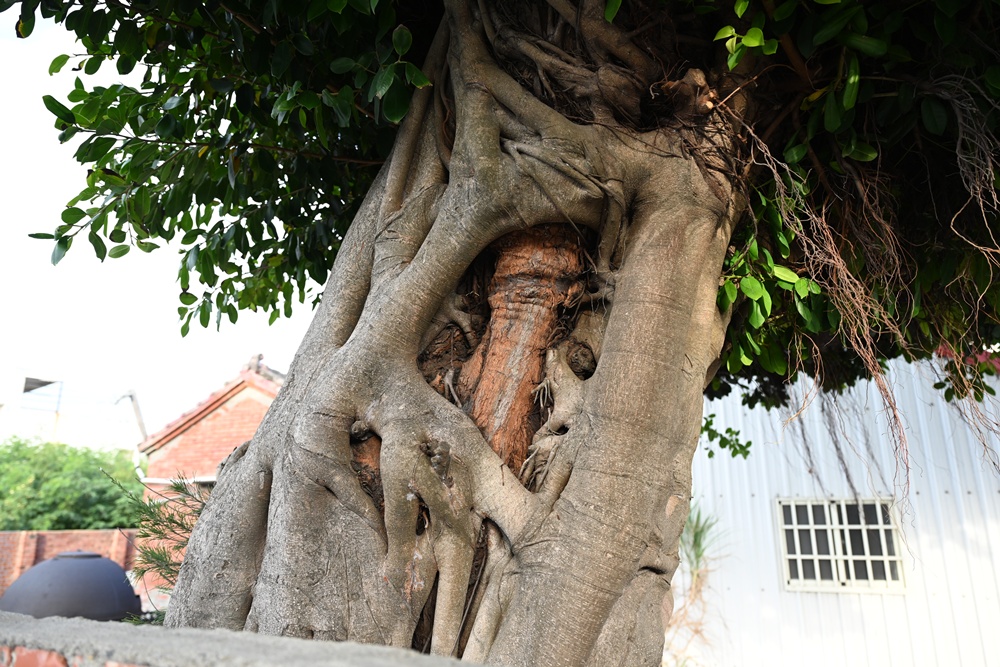 雲林口湖私房景點｜金湖聚落「蚵貝藝術牆」散步秘境！