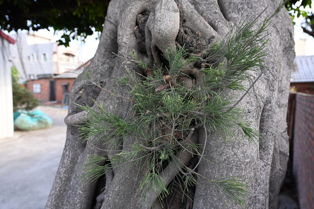 雲林口湖私房景點｜金湖聚落「蚵貝藝術牆」散步秘境！