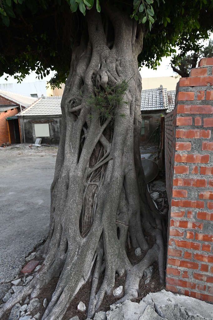 雲林口湖私房景點｜金湖聚落「蚵貝藝術牆」散步秘境！