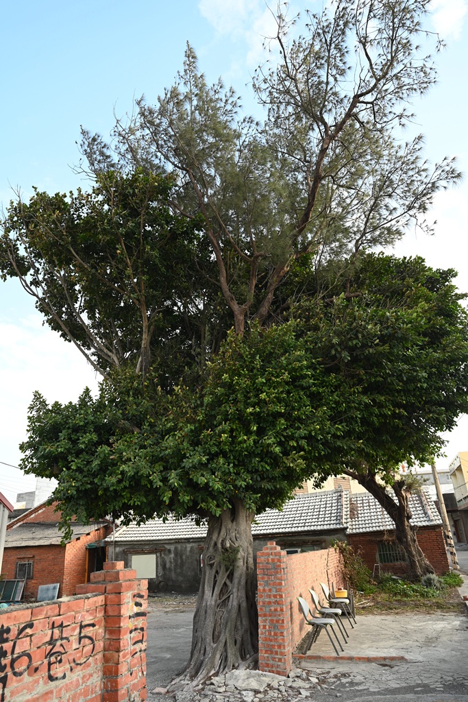 雲林口湖私房景點｜金湖聚落「蚵貝藝術牆」散步秘境！