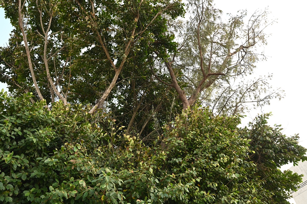 雲林口湖私房景點｜金湖聚落「蚵貝藝術牆」散步秘境！