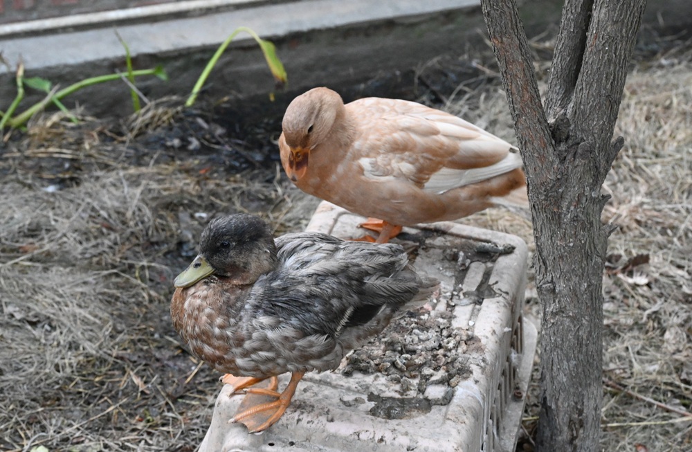 雲林口湖景點推薦｜蝦の故鄉 興義軒休閒園區 美食、伴手禮採購 還能體驗釣蝦的樂趣！