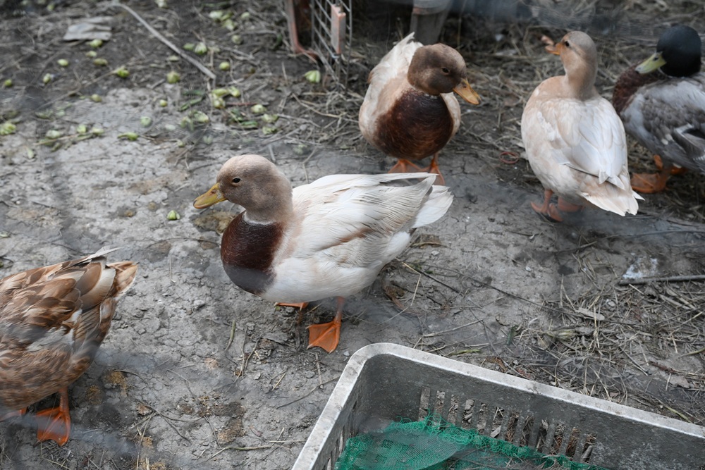 雲林口湖景點推薦｜蝦の故鄉 興義軒休閒園區 美食、伴手禮採購 還能體驗釣蝦的樂趣！