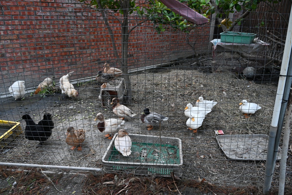 雲林口湖景點推薦｜蝦の故鄉 興義軒休閒園區 美食、伴手禮採購 還能體驗釣蝦的樂趣！