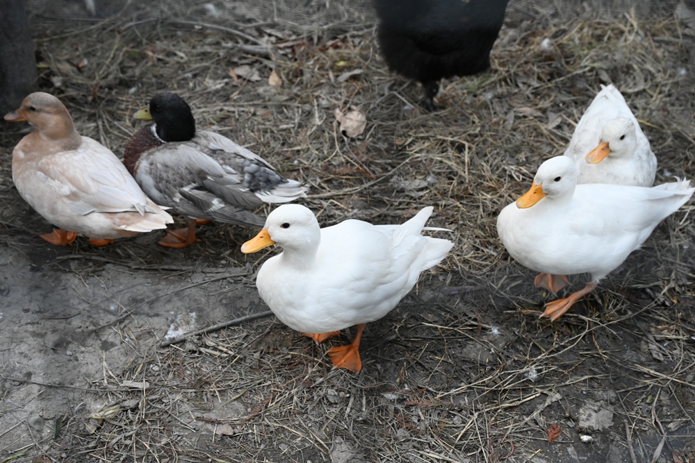 雲林口湖景點推薦｜蝦の故鄉 興義軒休閒園區 美食、伴手禮採購 還能體驗釣蝦的樂趣！