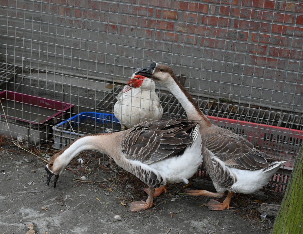 雲林口湖景點推薦｜蝦の故鄉 興義軒休閒園區 美食、伴手禮採購 還能體驗釣蝦的樂趣！