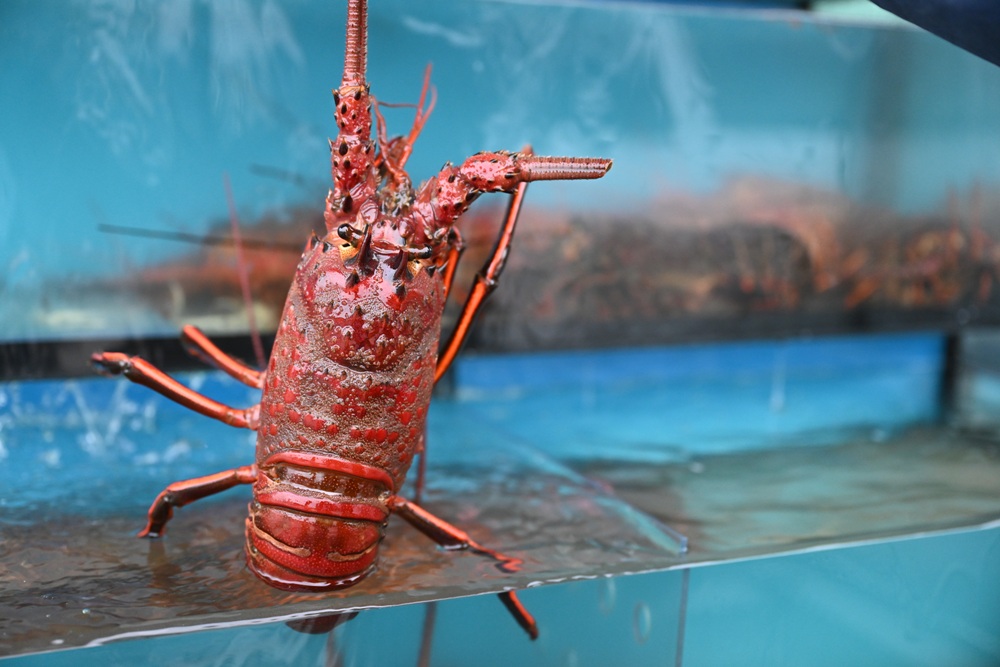 雲林口湖景點推薦｜蝦の故鄉 興義軒休閒園區 美食、伴手禮採購 還能體驗釣蝦的樂趣！