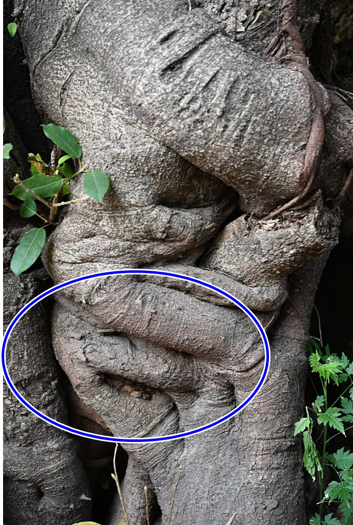 雲林一日遊。椬梧聚落散策、椬梧映月塘、湖口飯吃、水林小黑農 採毛豆、炒黑豆！