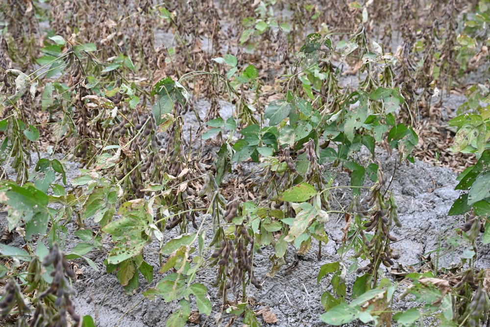 雲林一日遊。椬梧聚落散策、椬梧映月塘、湖口飯吃、水林小黑農 採毛豆、炒黑豆！